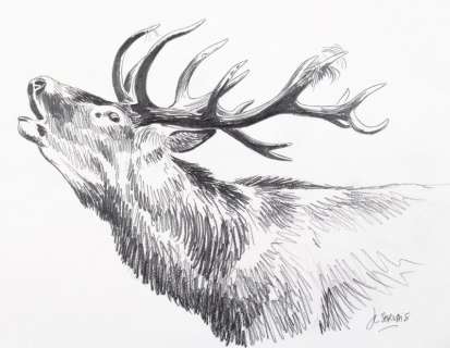 Servais | Le Temps du brame, illustration au crayon gras sur… | Banque Dessinée