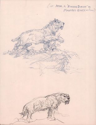 Roy Krenkel | Sabretooth Lion & Tiger Ink Sketches | Anthony’s Comic Book Art