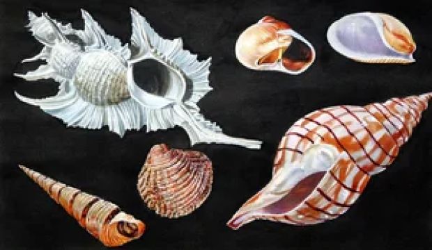 20Th Century Unidentified Artist | All Sorts of Sea Shells A | Illustration Art Gallery