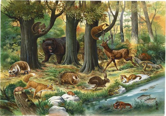 Masami Watanabe Hand-Drawn Color Illustration"Animals of Japan" | Mandarake (Big Web)