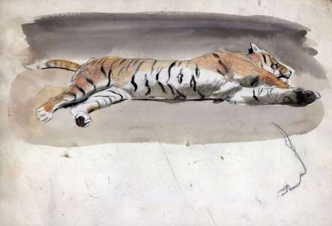 CUVELIER Paul  - Tigre allongé  - Crayon et aquarelle  - 25 x 36 cm - | Vermot et Associés