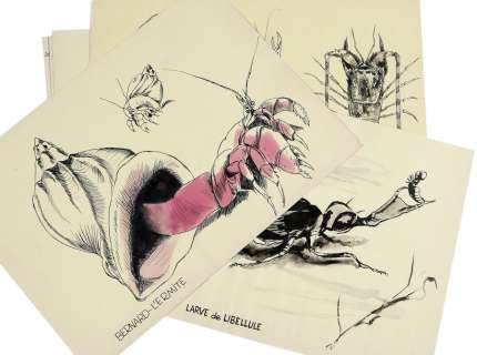 Hausman | Ensemble de 21 dessins Ã  l’encre de Chine et au l… | Banque Dessinée