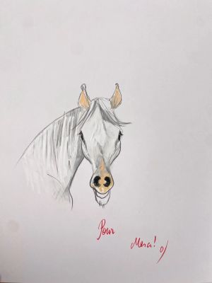 Supiot Dédicace... | Lot 508 - SUPIOT Dédicace sur l’album Le cheval qui ne voulait... | Vermot et Associés