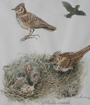 Hausman, René - 1 Original colour page - Alauda arvensis / Alouette des champs
