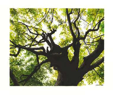 Christophe Chabouté | Chat Perche I I | Breitenmoser.art