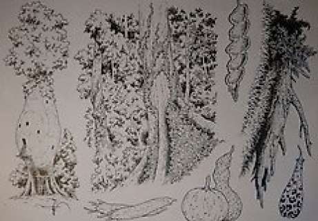 Pellet, Philippe | Pellet, Philippe - Dessin original - Les Forêts d’Opale - Codex | Catawiki