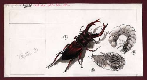 Hausman, René | 2Ã— Original drawing  - Les mangeurs de bois | Catawiki