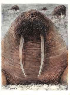 Hausman | Illustration à l’aquarelle représentant des… | Millon