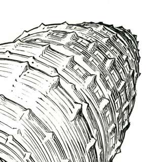 Schuiten  - Dessin originale en encre de Chine - Coquillage (2000) | Catawiki