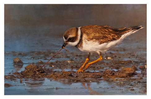 Jean-Baptiste Monge - Jean-Baptiste Monge, Le pluvier semi-palmé / Semipalmated Plover, 2020
