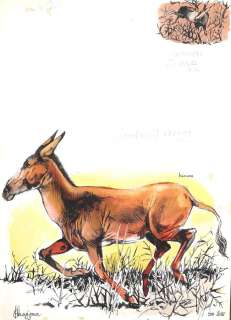 Hausman | Le Bestiaire, ensemble de 2 illustrations Ã  la… | Millon