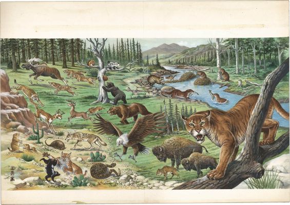Masami Watanabe Hand-Drawn Color Illustration"Animals of America" | Mandarake (Big Web)