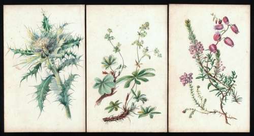 Haywood, Helen ( 1908-1995 ) | Helen Haywood - 3 plantenstudies - 3 Aquarellen voor een boek over wilde planten - Page volante - (1950) | Catawiki