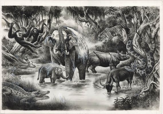 Hand-Drawn Illustration by Masami Watanabe : "Animals of Asia" | Mandarake (Big Web)
