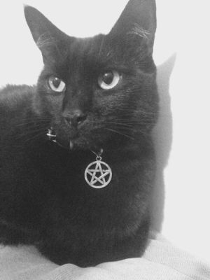 Nicola Scott | Covers - Cat Collar - Petagram | Nicola Scott