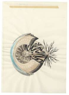 Ultraman hand-drawn color Hanken Genga (Line-art is printed) | Mandarake (Big Web)