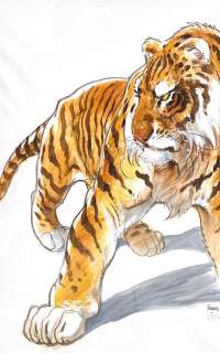 Frank Pé | Le Tigre, dessin original très très grand format à l'aquarelle et à l'acrylique. | Septimus