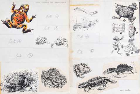 Hausman | Le Bestiaire, ensemble de 15 illustrations Ã  l’en… | Banque Dessinée