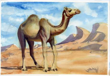 Steve Rude | Camel Livestream Painted Study | Steve Rude