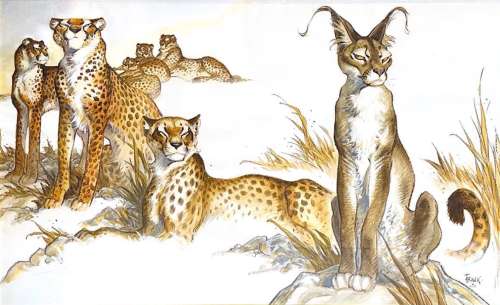 Frank Pé | Le Lynx et les Guépards, dessin original très très grand format à l'aquarelle et à l'acrylique. | Septimus