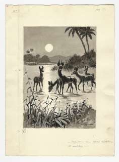 Roberto Sgrilli - illustrazione originale per romanzo "Una specie rarissima di Antilope" - Loose page | Catawiki