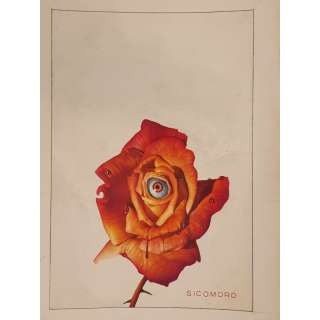 Sicomoro - Illustration - L‘important c‘est la rose