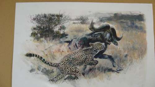 Follet, René - Dessin original en couleur - La jungle - (2010) | Catawiki