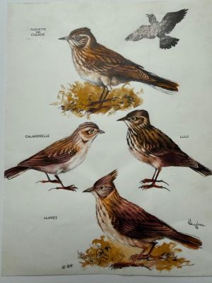 Hausmann, Rene - 1 Original colour page - Spirou (magazine), Oiseaux - 1966