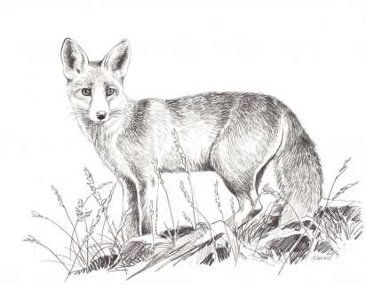 Servais. Illustration originale Renard | BDEnchères