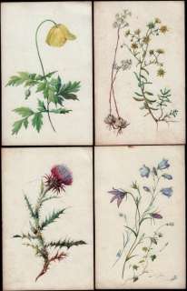 Haywood, Helen (1908-1995) | Helen Haywood - 4 plantenstudies - 4 Aquarellen voor een boek over wilde planten - Page volante - (1950) | Catawiki